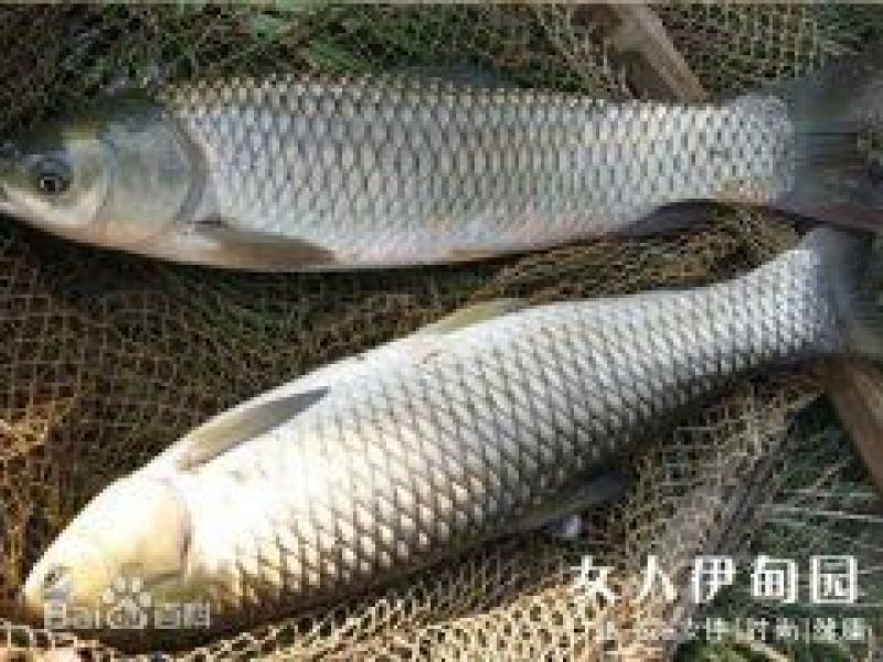草鱼.青鱼.花白鲢.鲫鱼