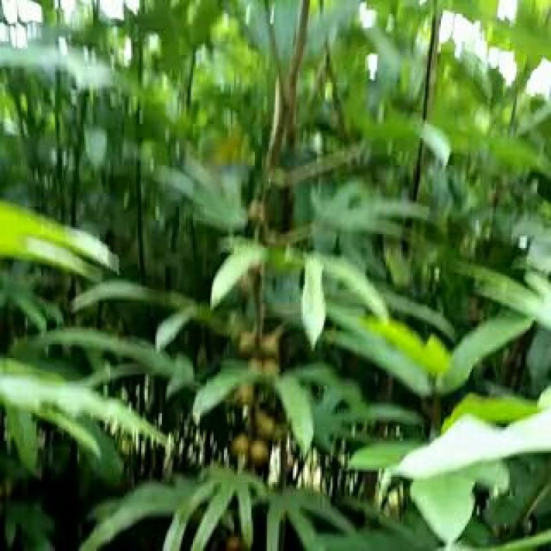 五指毛桃种子
