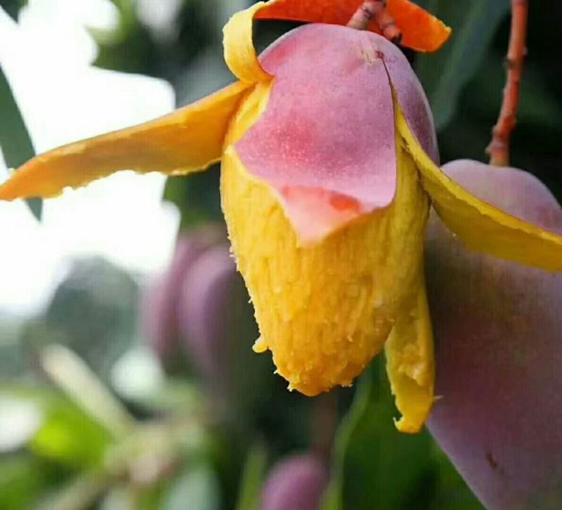 爱文芒果攀枝花芒果
