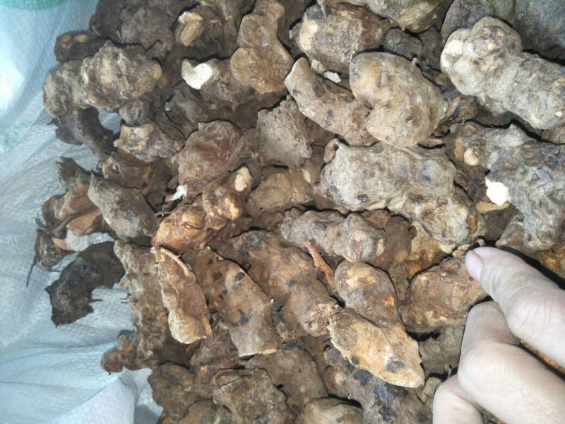 成个野生土茯苓干货，精品