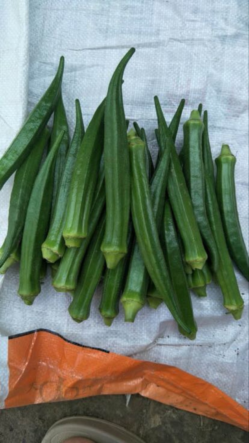 黄秋葵8~10cm