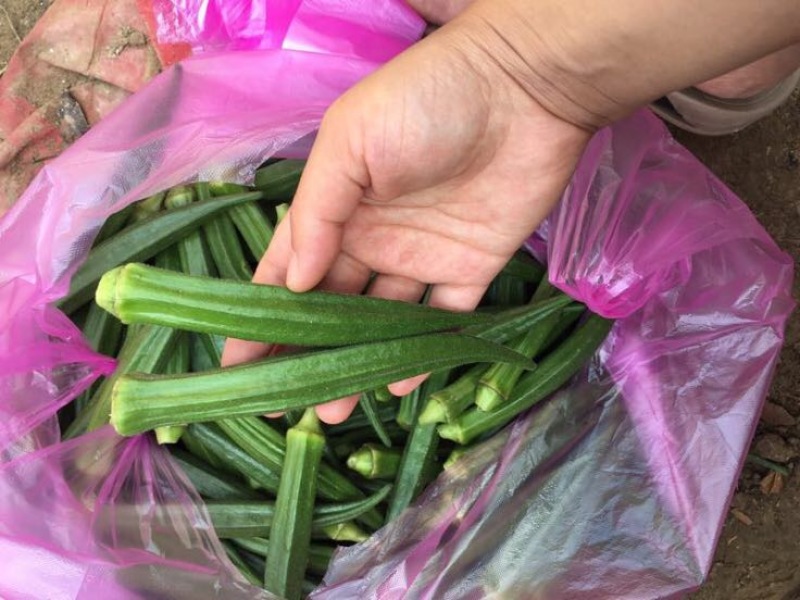 黄秋葵8~10cm