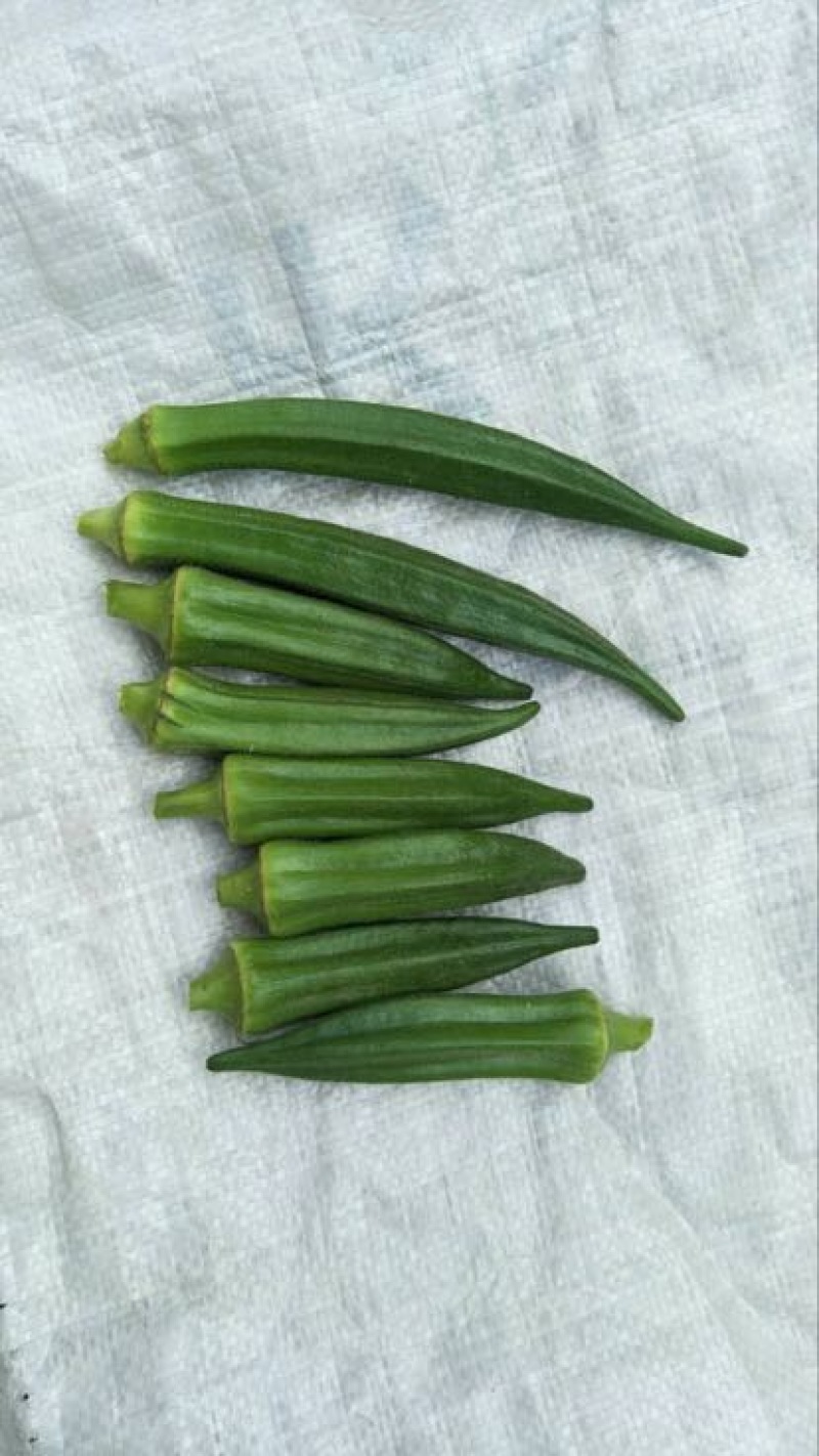 黄秋葵8~10cm