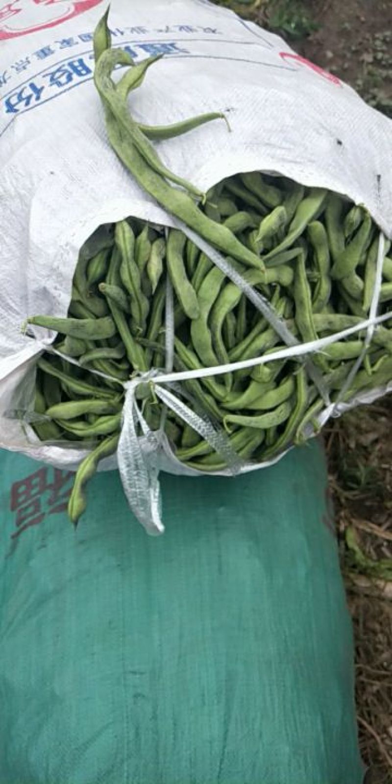 精品花豆角