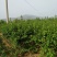 珍珠油杏树苗80cm以上
