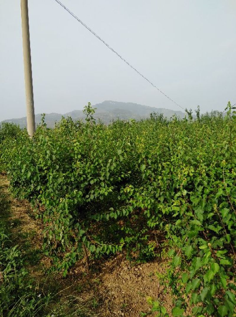 珍珠油杏树苗80cm以上