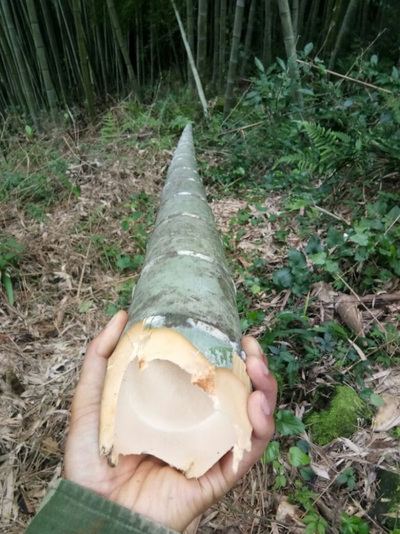金竹5~6m