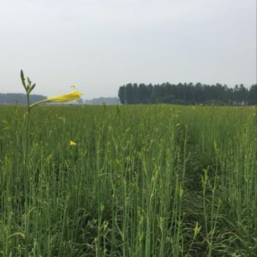 黄花菜种苗20~30cm