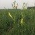 黄花菜种苗20~30cm