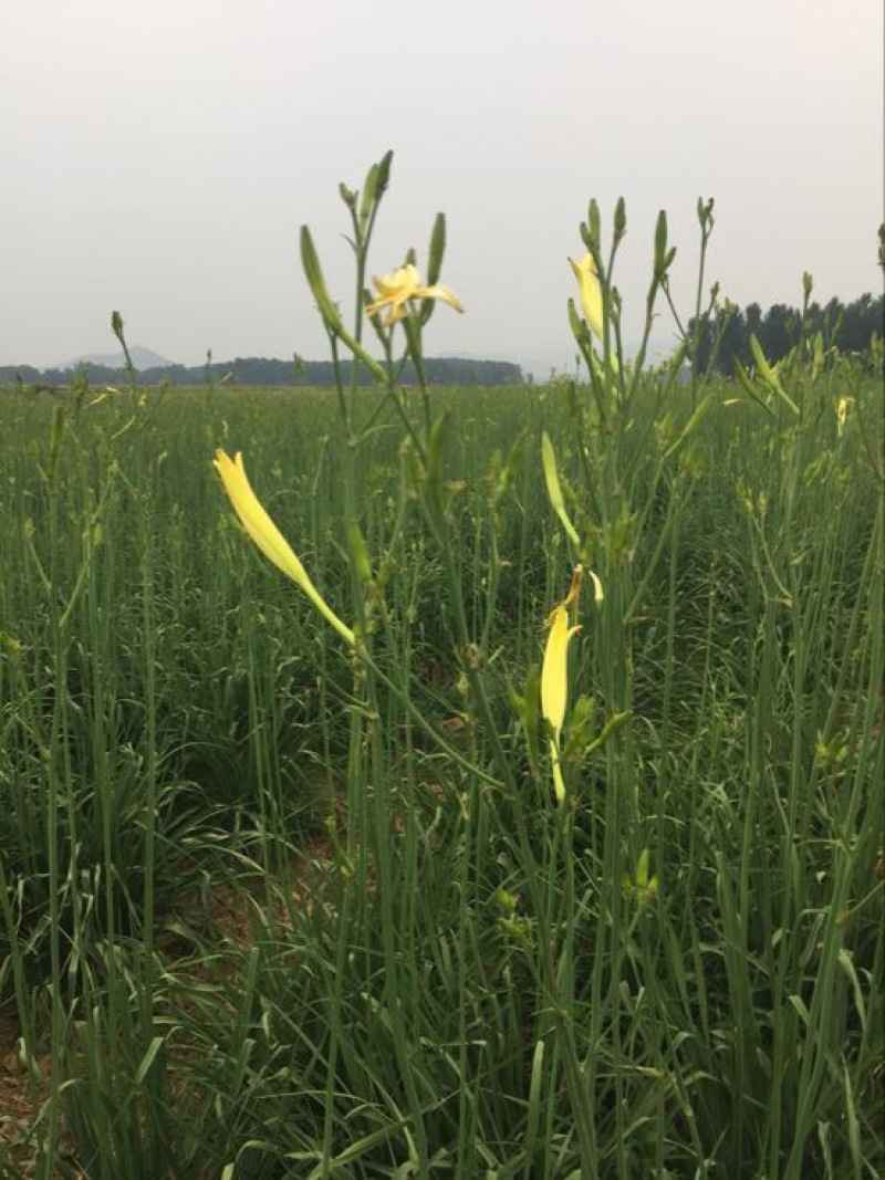 黄花菜种苗20~30cm