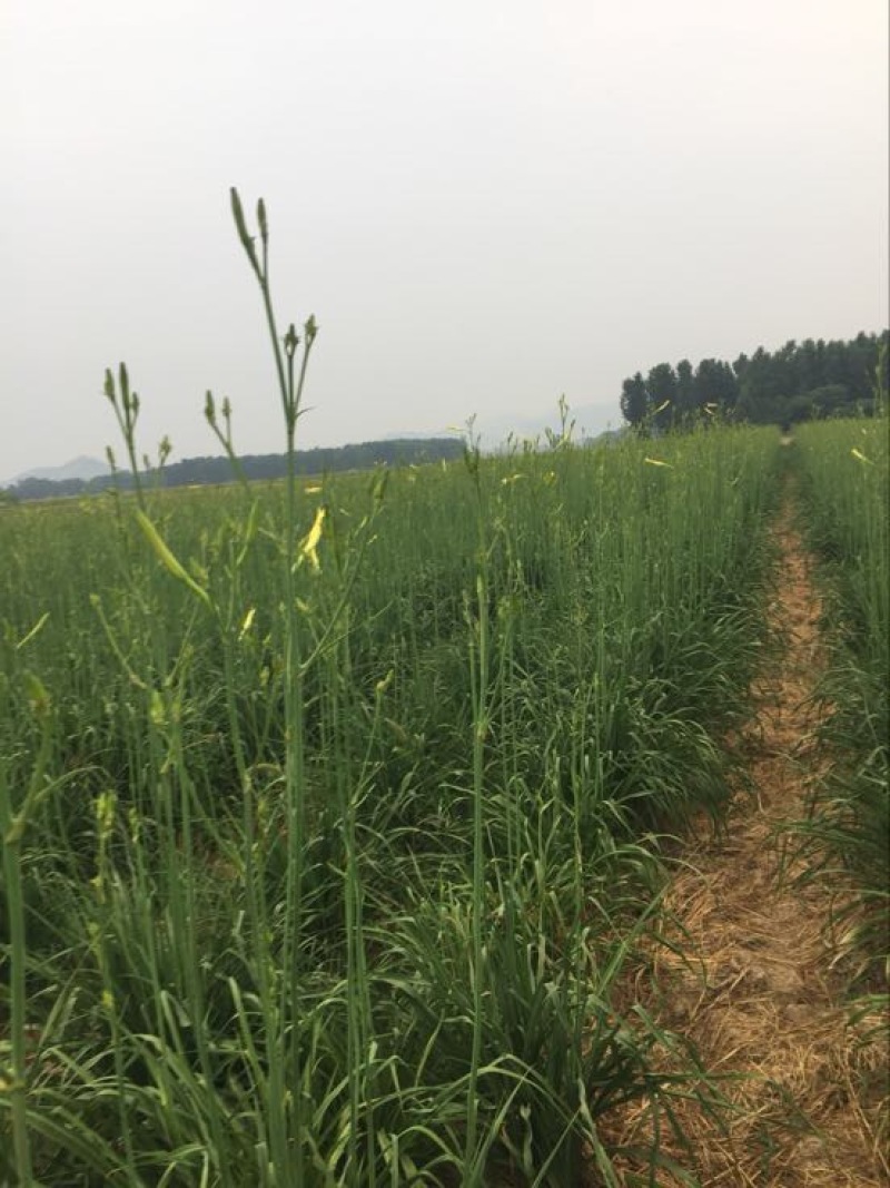 黄花菜种苗20~30cm