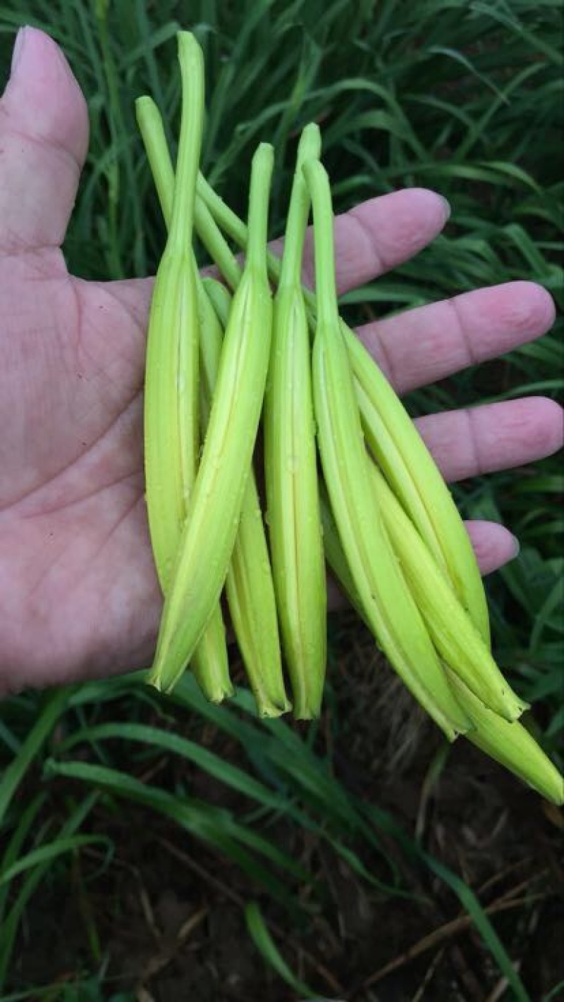 黄花菜种苗10~20cm
