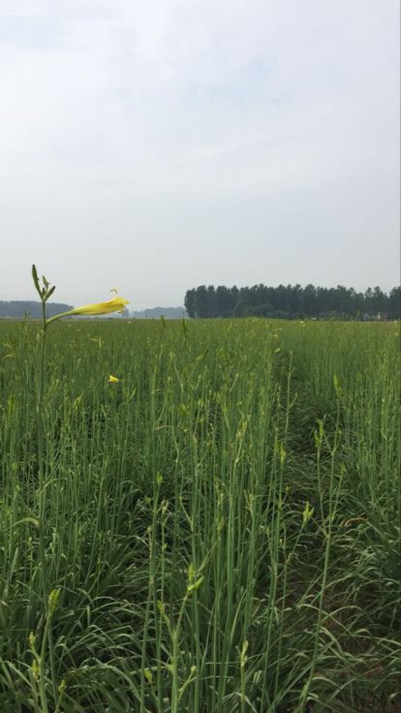 黄花菜种苗10~20cm