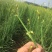 黄花菜种苗10~20cm