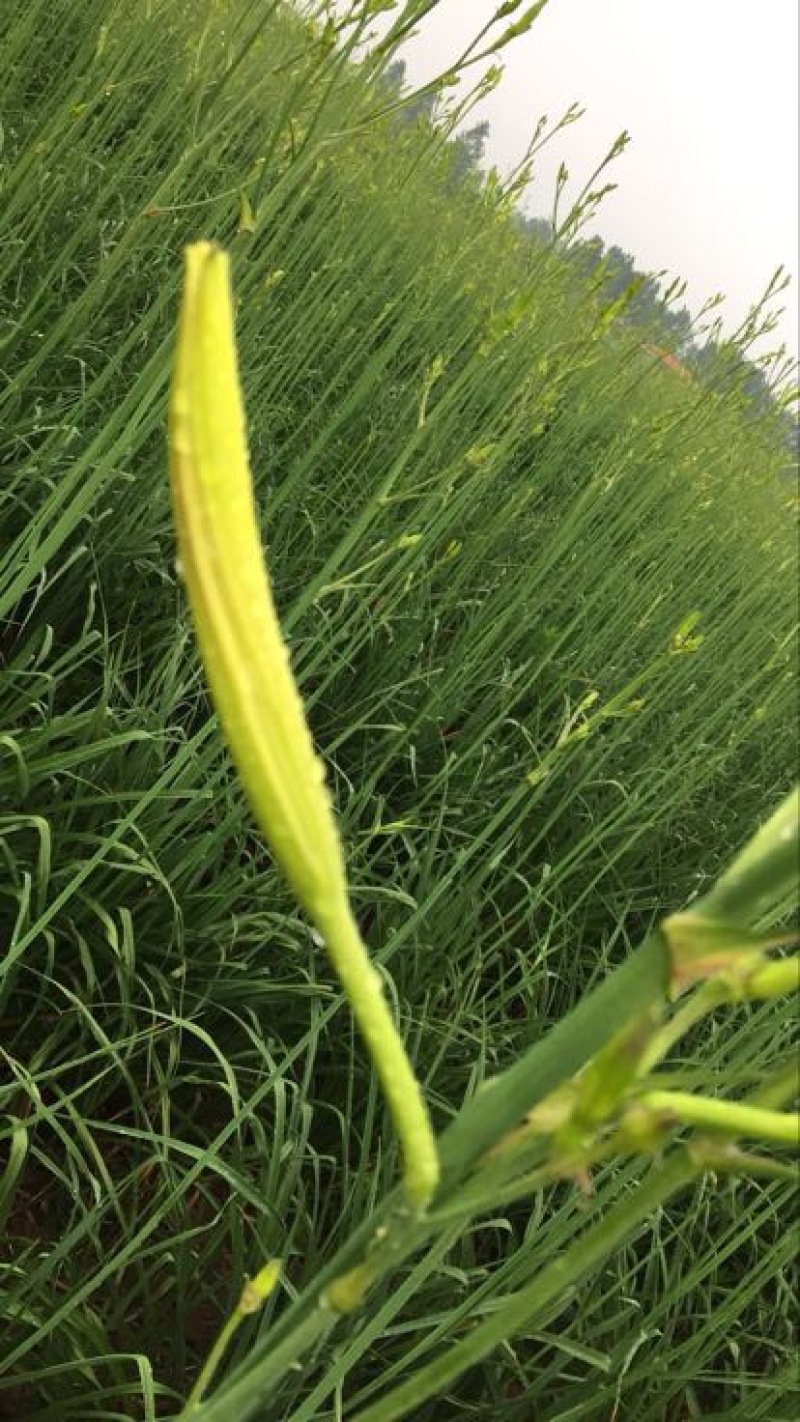 黄花菜种苗10~20cm