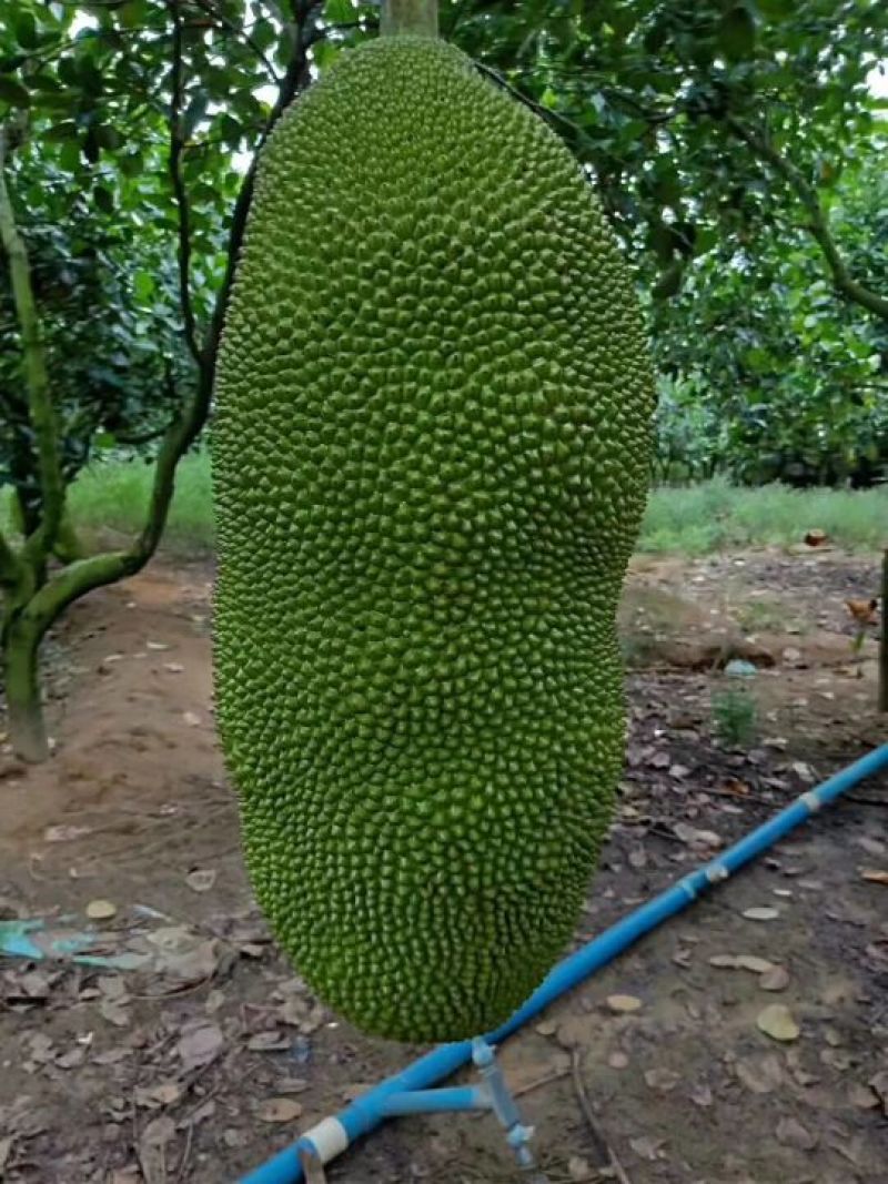 海南菠萝蜜，一手货源，一件也算批发价