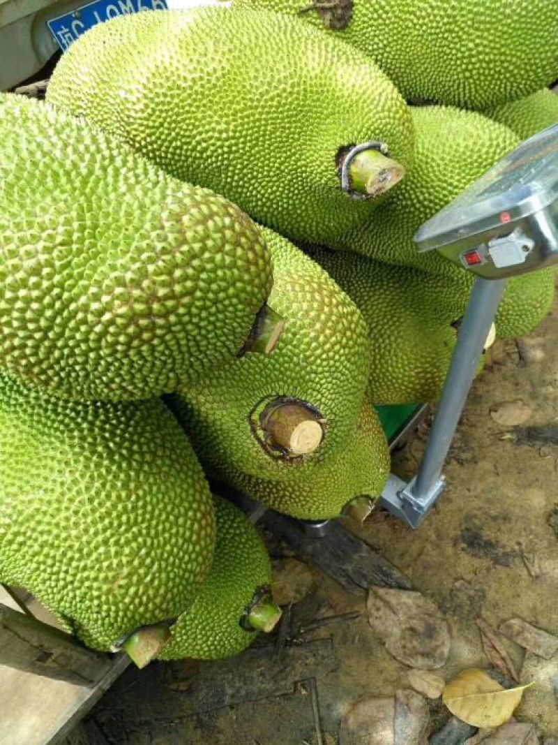 海南菠萝蜜，一手货源，一件也算批发价