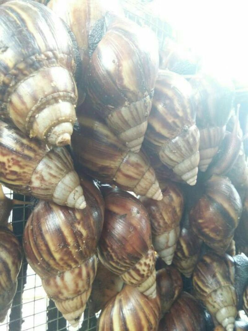 海南坚蜗牛褐云玛瑙蜗牛