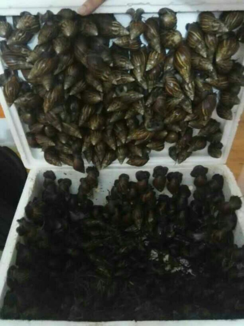 海南坚蜗牛褐云玛瑙蜗牛