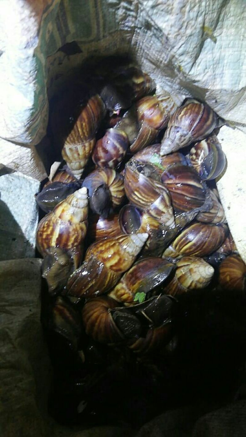 海南坚蜗牛褐云玛瑙蜗牛