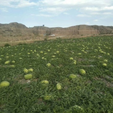 金花，金城