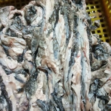大量供应鱼皮