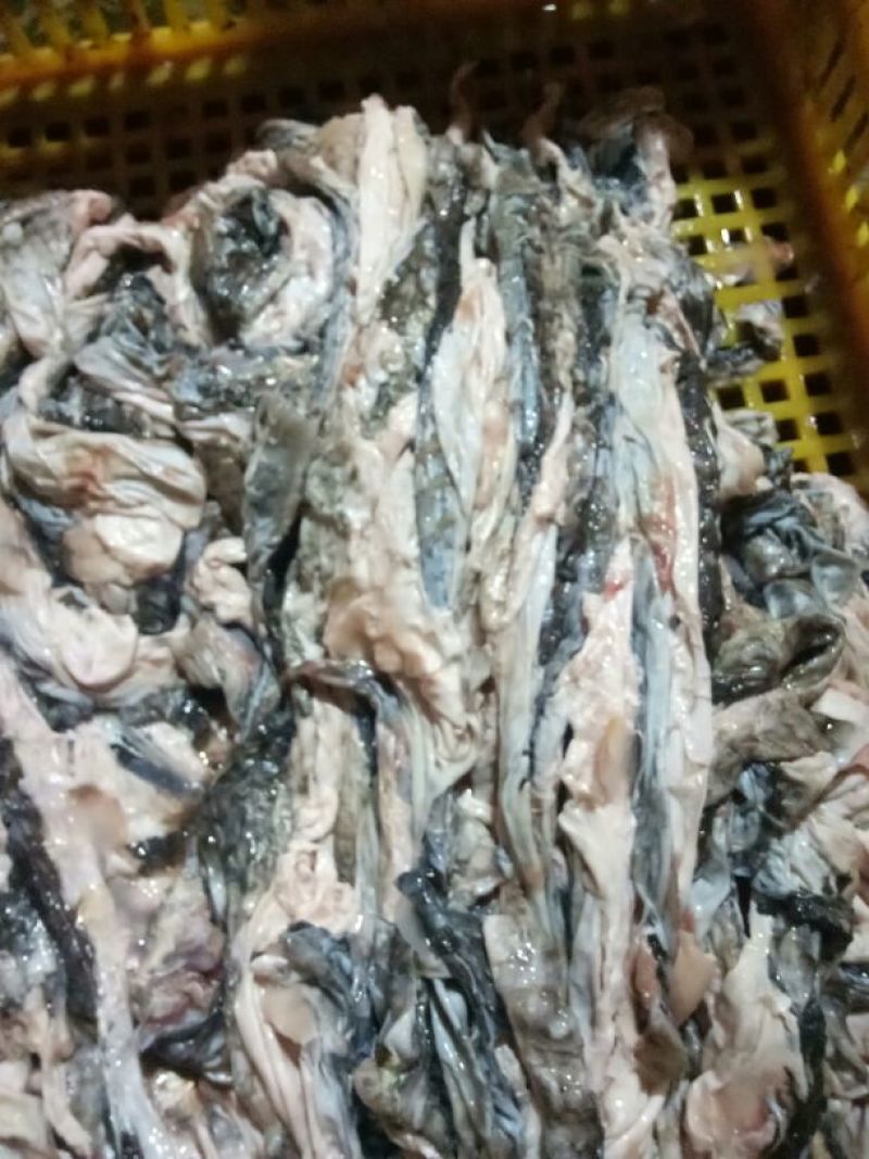 大量供应鱼皮