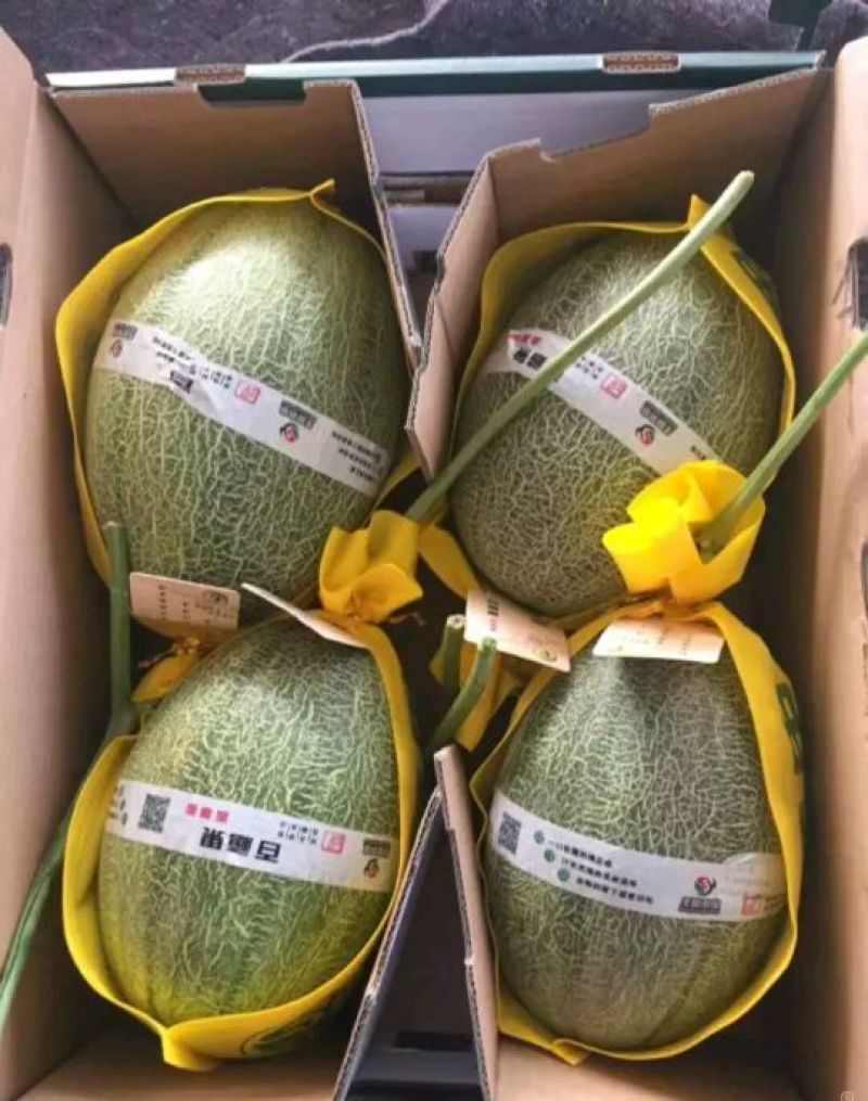 山东济南哈密瓜西州蜜小蜜25大量上市！