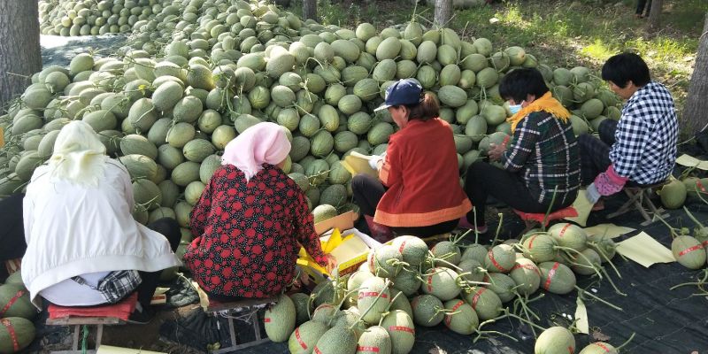 山东济南哈密瓜西州蜜小蜜25大量上市！