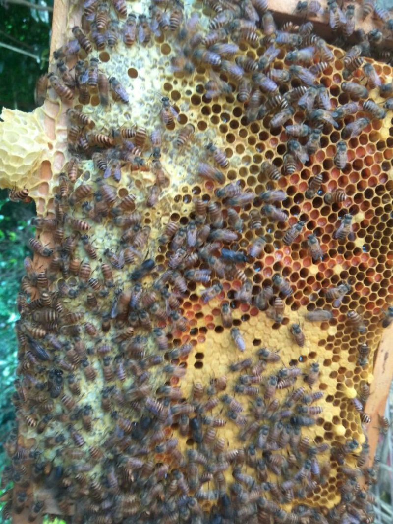 正宗土蜂蜜
