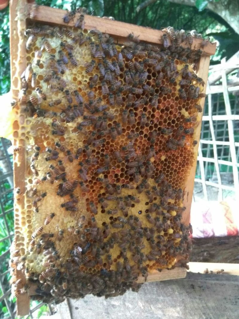 正宗土蜂蜜