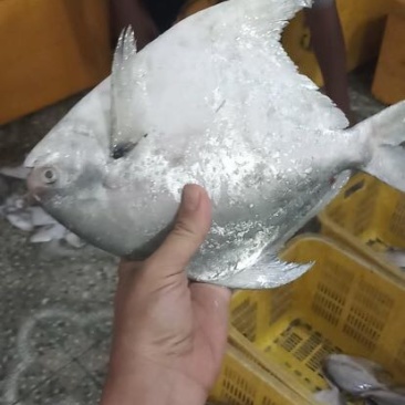 白鲳