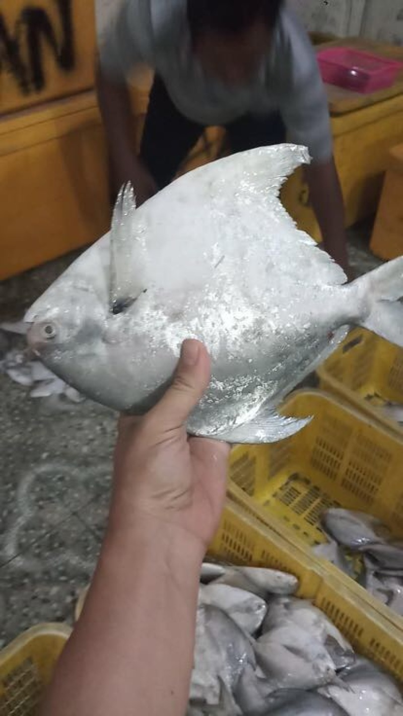 白鲳