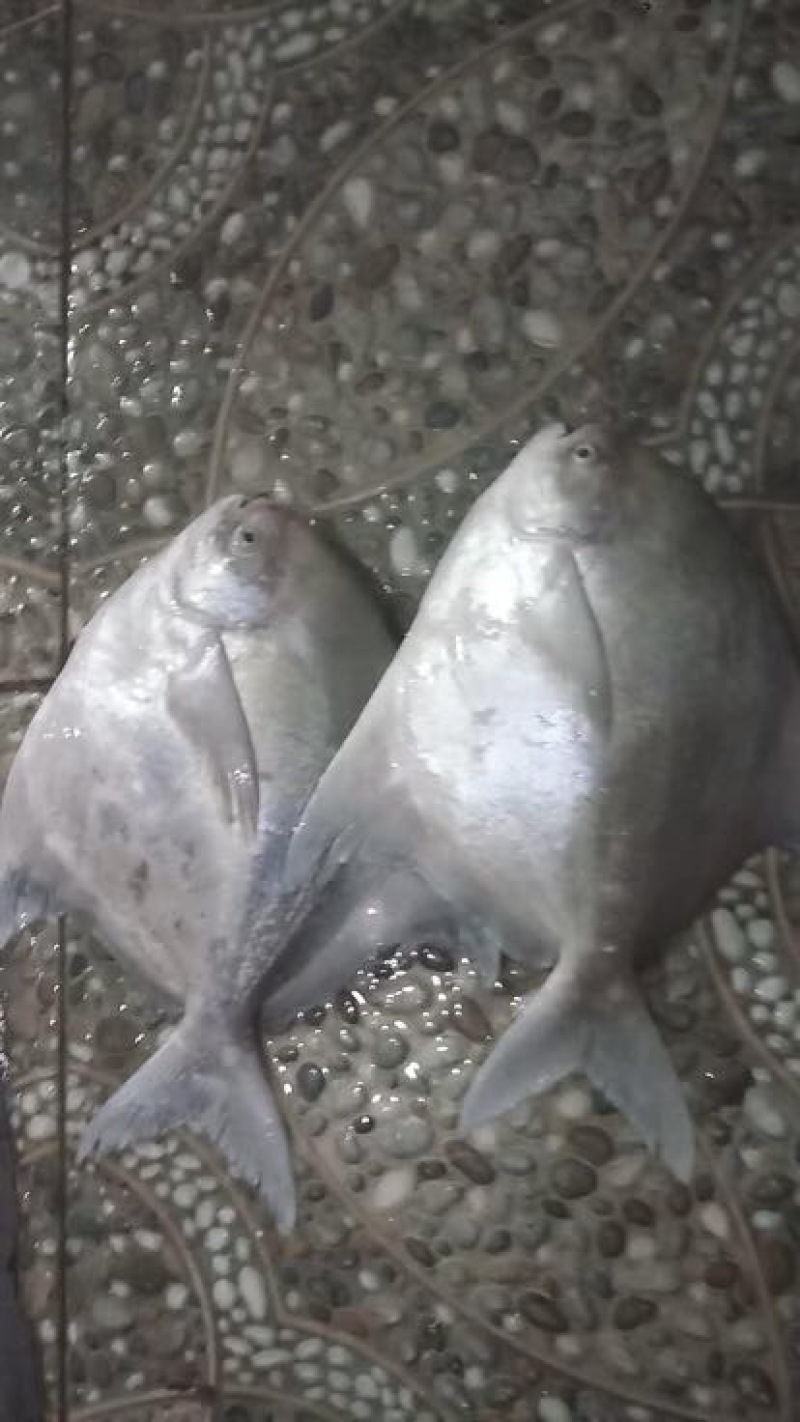 白鲳