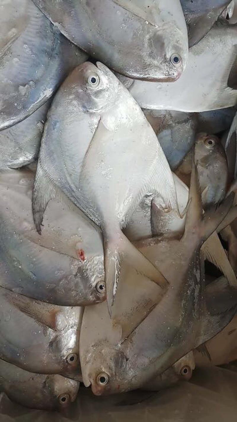 白鲳