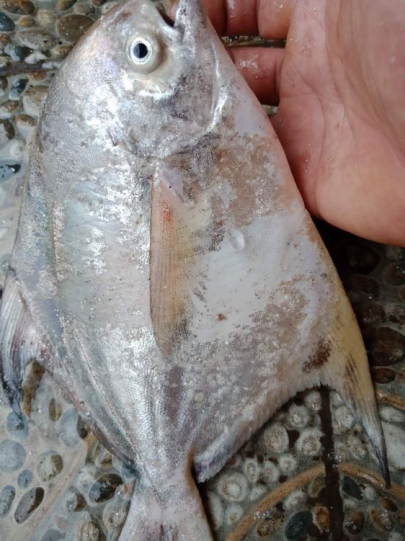 白鲳