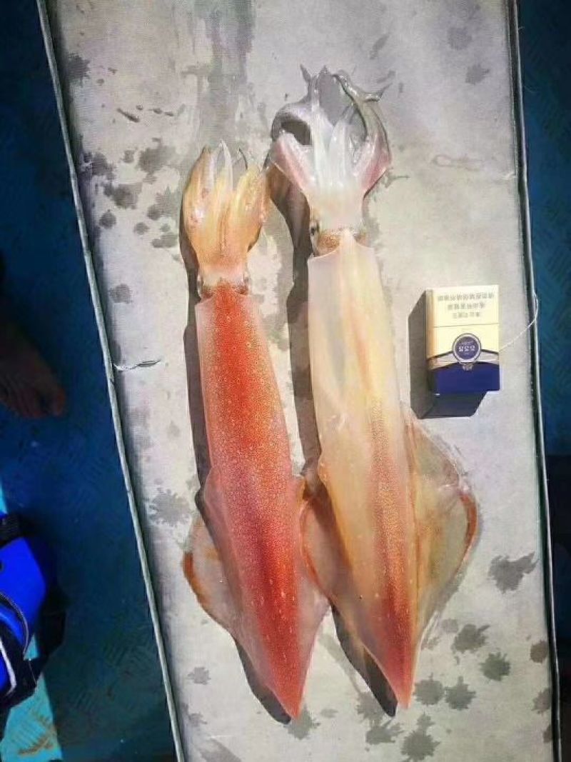 手钓鱿鱼管