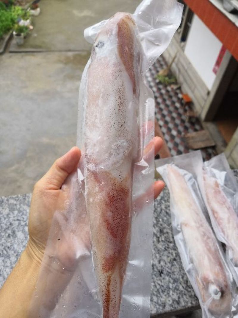 手钓鱿鱼管