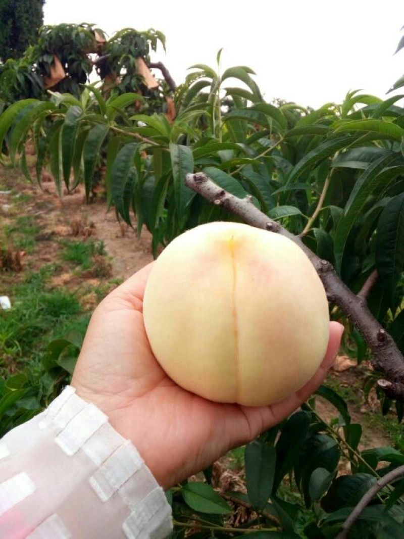 新沂优质水蜜桃大家不要错过哦！