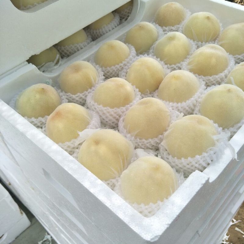 新沂优质水蜜桃大家不要错过哦！