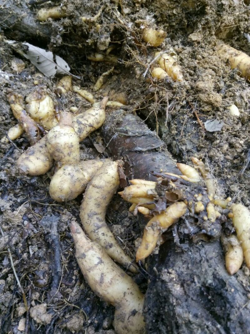 天麻中统秦岭农家林下仿野生无硫干天麻包邮