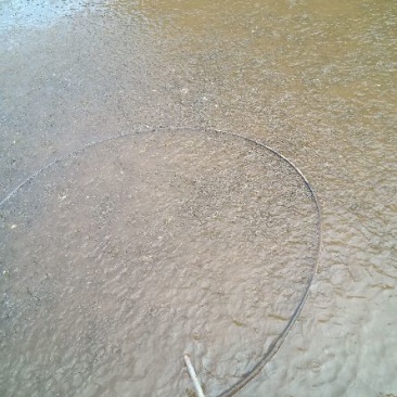 出售各种高低档鱼种