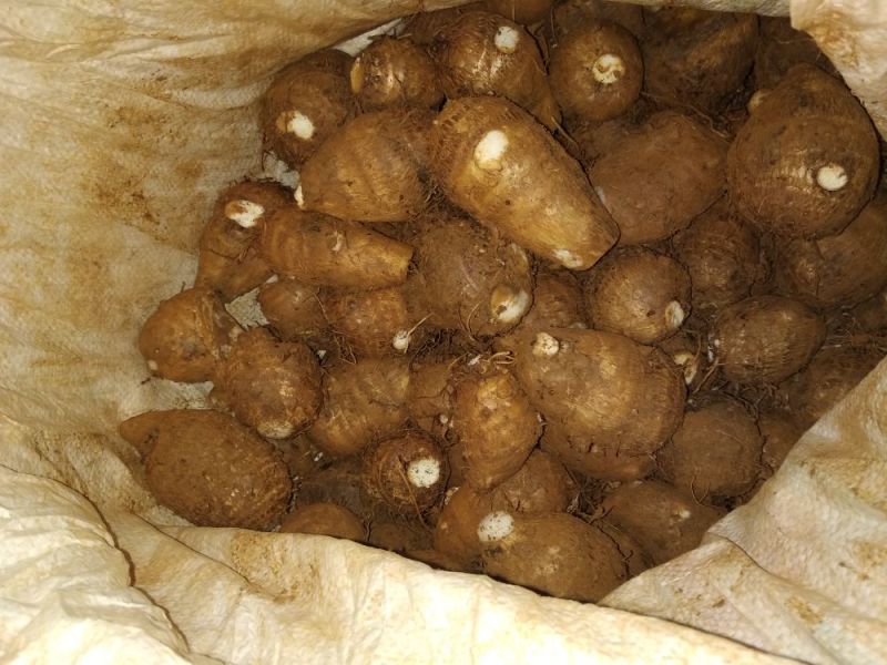 新鲜芋头即将上市，欢迎各位老板选购
