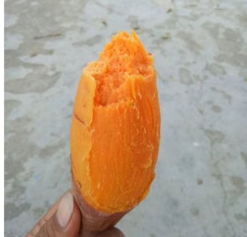 红薯
