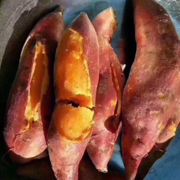 红薯