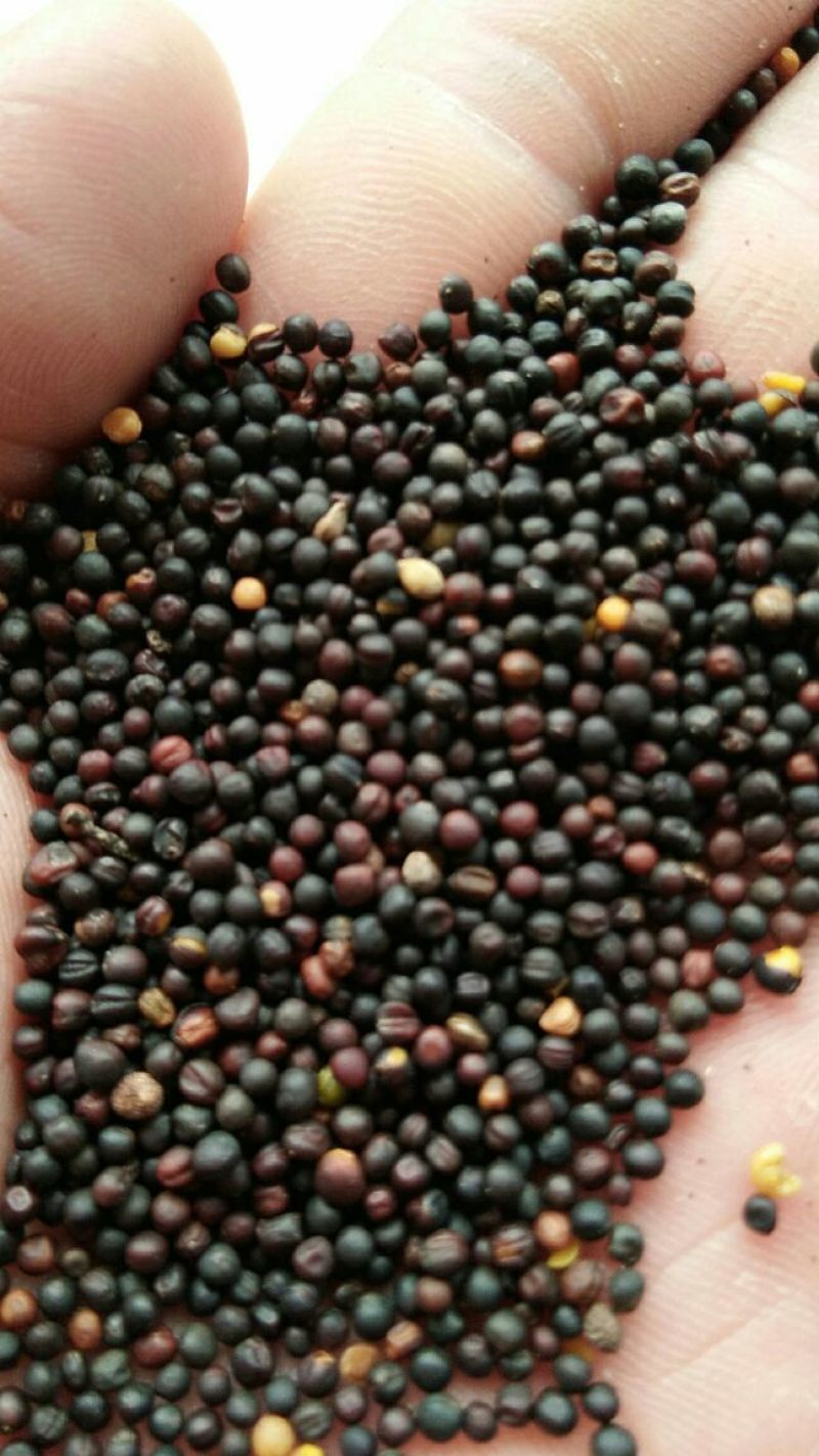 乌克兰进口高含油油菜籽