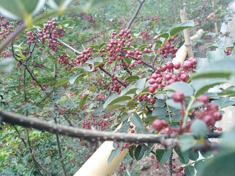大量供应优质汉源优质娃娃椒