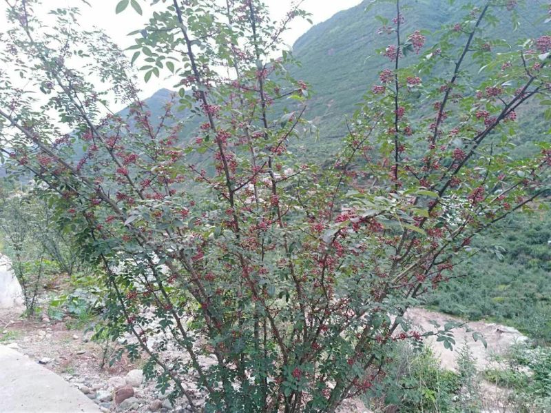 大量供应优质汉源优质娃娃椒