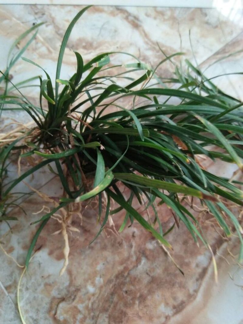 中药材麦冬