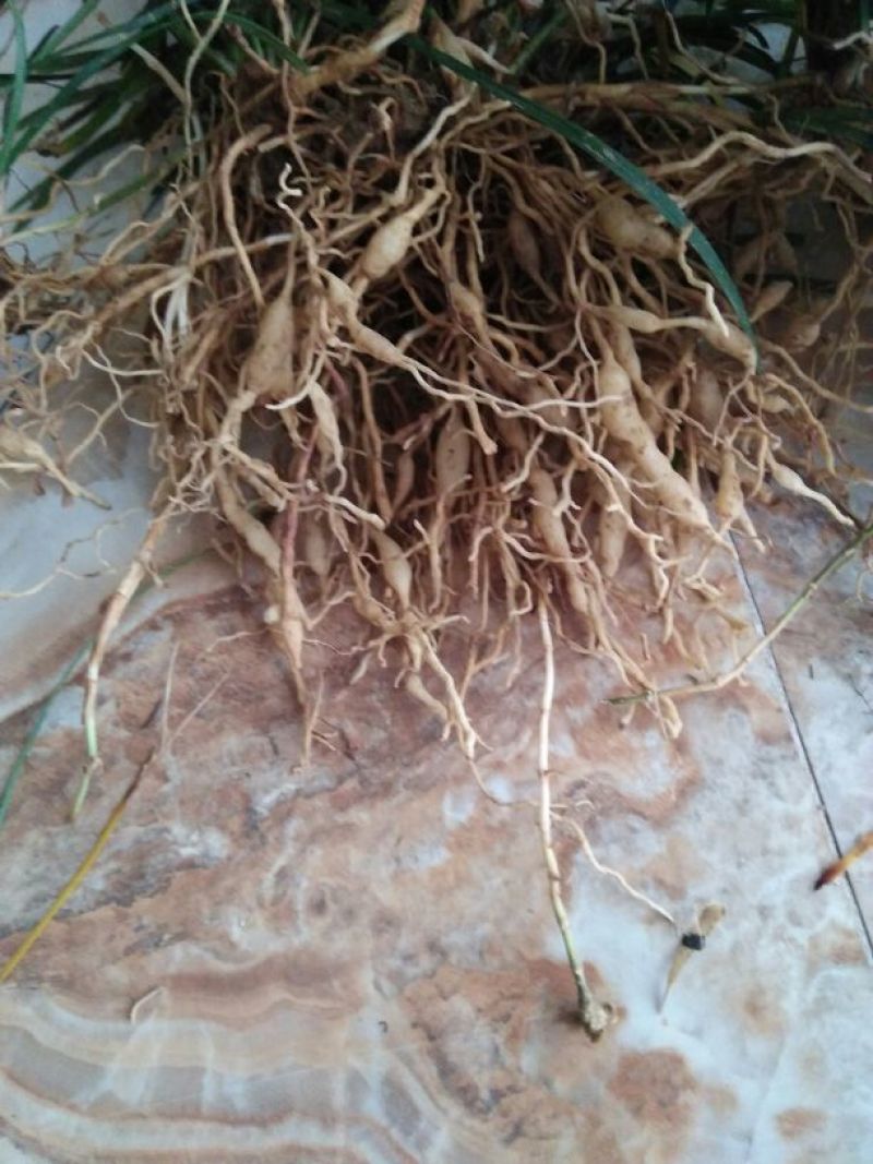 中药材麦冬